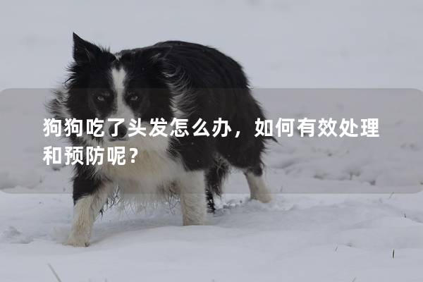 狗狗吃了头发怎么办，如何有效处理和预防呢？