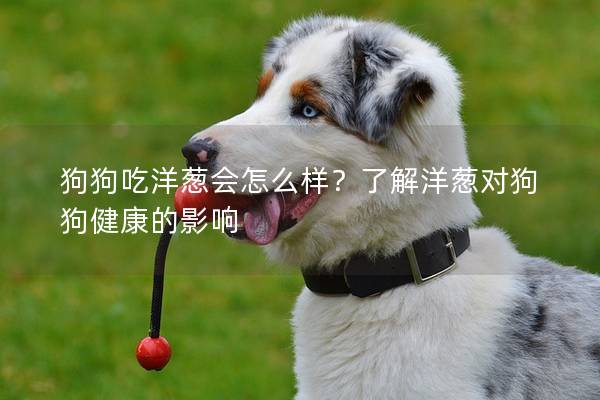 狗狗吃洋葱会怎么样？了解洋葱对狗狗健康的影响