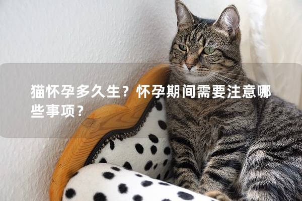 猫怀孕多久生？怀孕期间需要注意哪些事项？