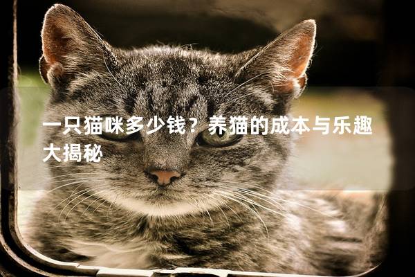 一只猫咪多少钱？养猫的成本与乐趣大揭秘