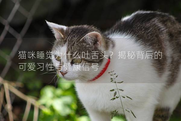 猫咪睡觉为什么吐舌头？揭秘背后的可爱习性与健康信号