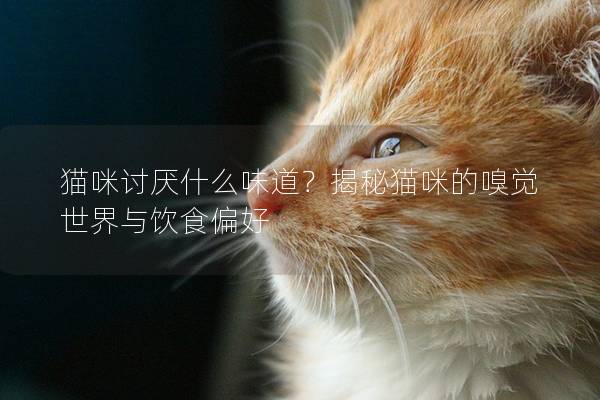 猫咪讨厌什么味道？揭秘猫咪的嗅觉世界与饮食偏好