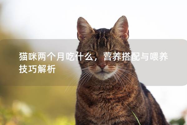 猫咪两个月吃什么，营养搭配与喂养技巧解析