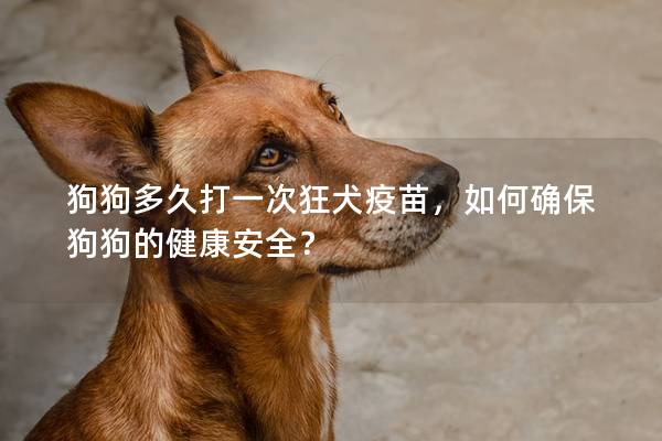 狗狗多久打一次狂犬疫苗，如何确保狗狗的健康安全？