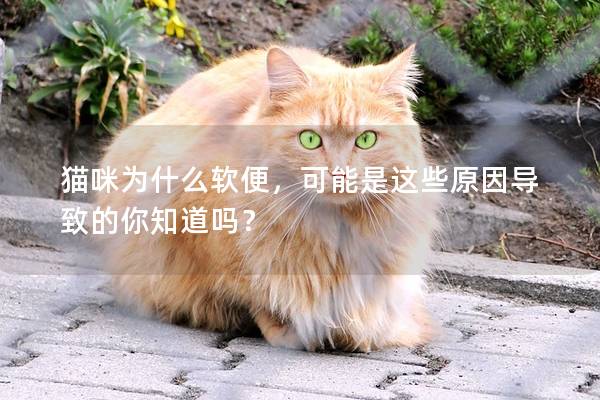 猫咪为什么软便，可能是这些原因导致的你知道吗？