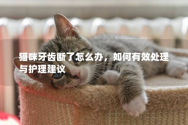 猫咪牙齿断了怎么办，如何有效处理与护理建议