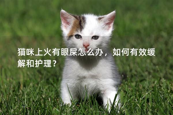 猫咪上火有眼屎怎么办，如何有效缓解和护理？