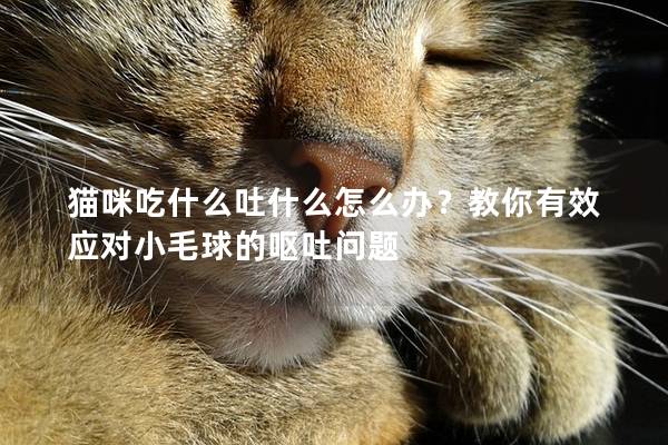 猫咪吃什么吐什么怎么办？教你有效应对小毛球的呕吐问题