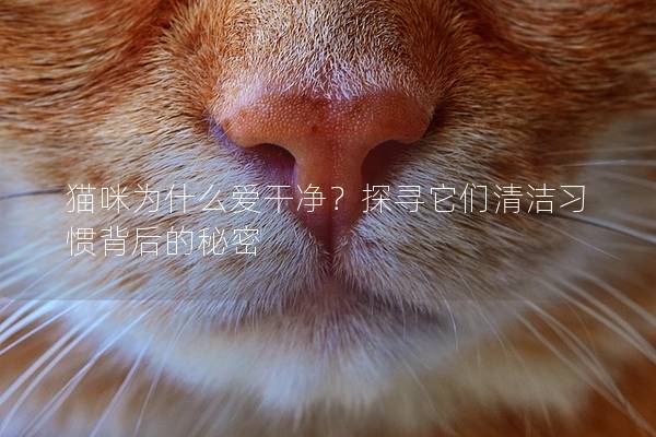 猫咪为什么爱干净？探寻它们清洁习惯背后的秘密