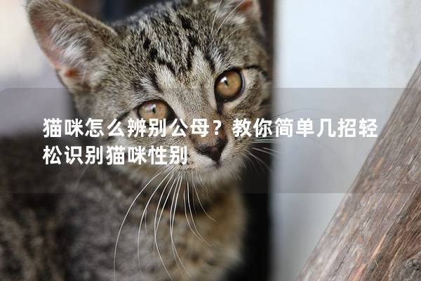 猫咪怎么辨别公母？教你简单几招轻松识别猫咪性别