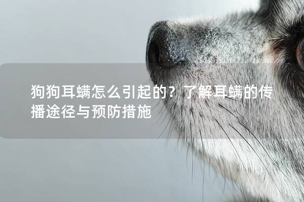 狗狗耳螨怎么引起的？了解耳螨的传播途径与预防措施