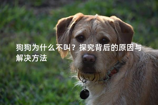 狗狗为什么不叫？探究背后的原因与解决方法