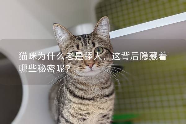 猫咪为什么老是舔人，这背后隐藏着哪些秘密呢？