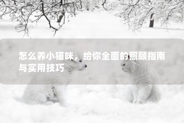 怎么养小猫咪，给你全面的照顾指南与实用技巧