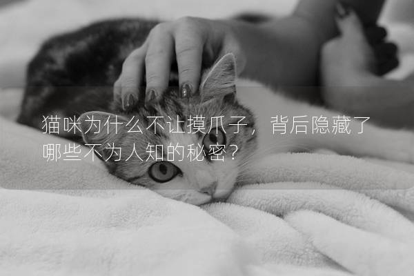 猫咪为什么不让摸爪子，背后隐藏了哪些不为人知的秘密？