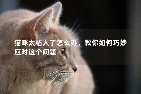 猫咪太粘人了怎么办，教你如何巧妙应对这个问题