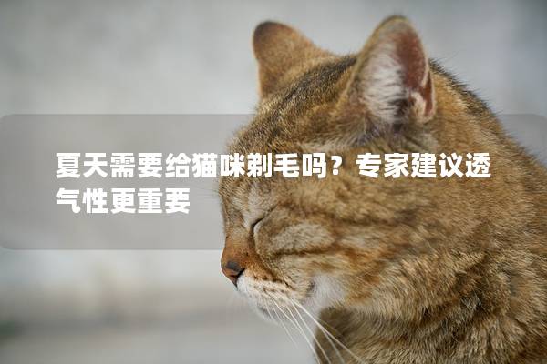 夏天需要给猫咪剃毛吗？专家建议透气性更重要