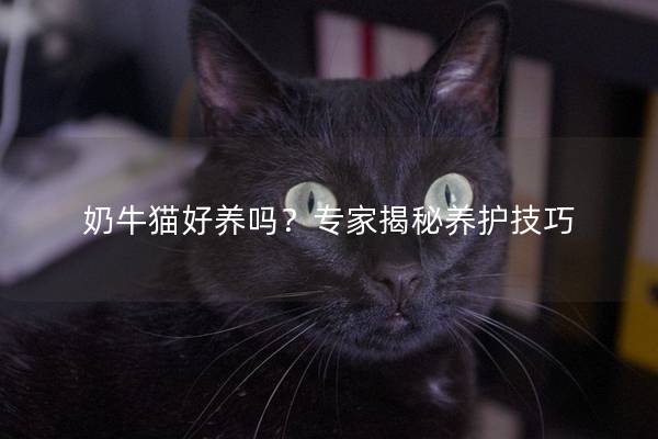 奶牛猫好养吗？专家揭秘养护技巧