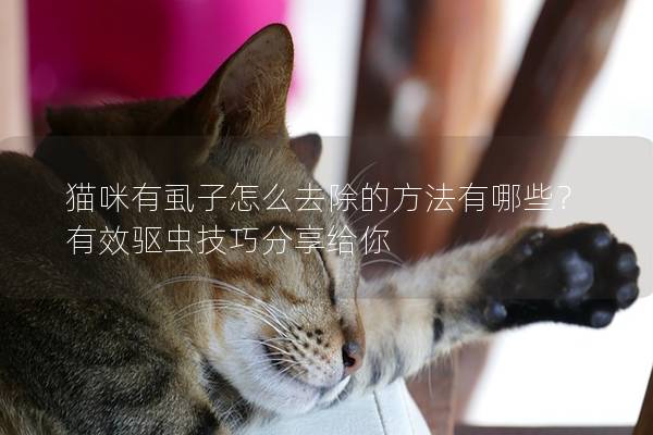 猫咪有虱子怎么去除的方法有哪些？有效驱虫技巧分享给你