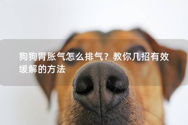 狗狗胃胀气怎么排气？教你几招有效缓解的方法