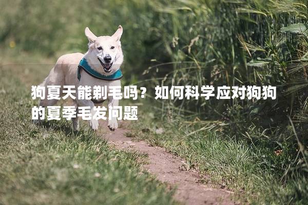 狗夏天能剃毛吗？如何科学应对狗狗的夏季毛发问题