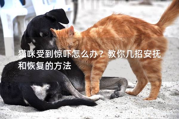 猫咪受到惊吓怎么办？教你几招安抚和恢复的方法