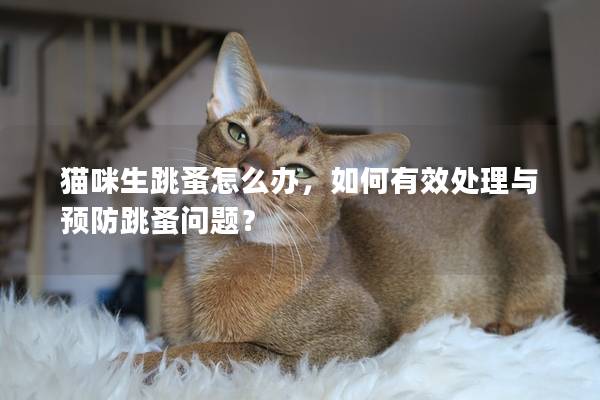 猫咪生跳蚤怎么办，如何有效处理与预防跳蚤问题？