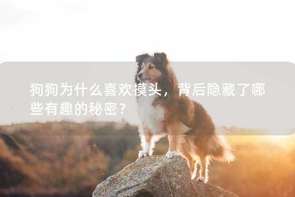 狗狗为什么喜欢摸头，背后隐藏了哪些有趣的秘密？