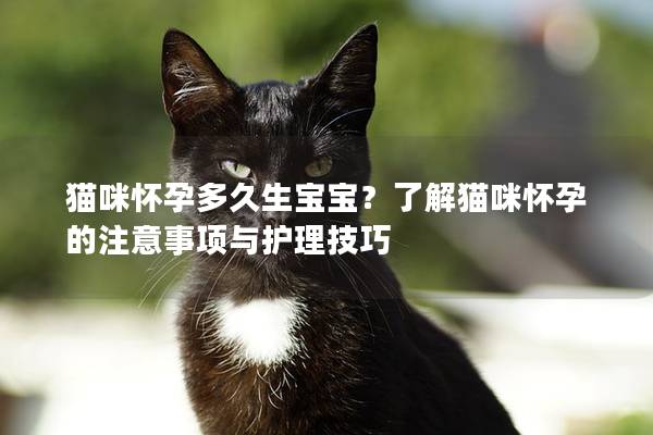 猫咪怀孕多久生宝宝？了解猫咪怀孕的注意事项与护理技巧