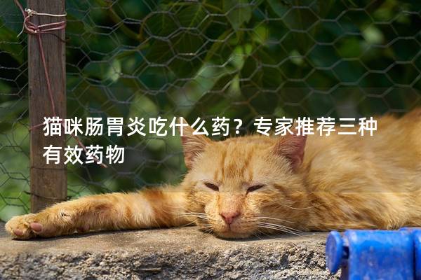 猫咪肠胃炎吃什么药？专家推荐三种有效药物