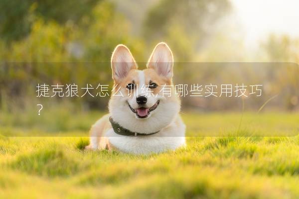 捷克狼犬怎么训练,有哪些实用技巧？