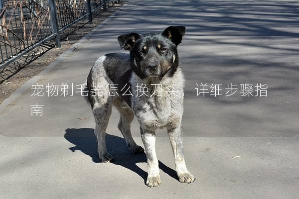 宠物剃毛器怎么换刀头，详细步骤指南