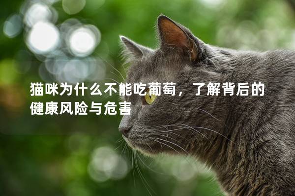 猫咪为什么不能吃葡萄，了解背后的健康风险与危害