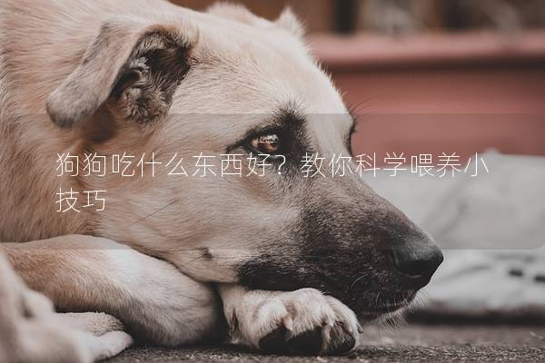 狗狗吃什么东西好？教你科学喂养小技巧