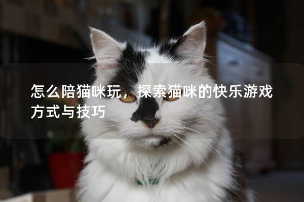 怎么陪猫咪玩，探索猫咪的快乐游戏方式与技巧