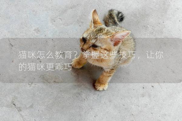 猫咪怎么教育？掌握这些技巧，让你的猫咪更乖巧