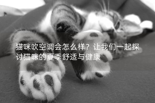 猫咪吹空调会怎么样？让我们一起探讨猫咪的夏季舒适与健康