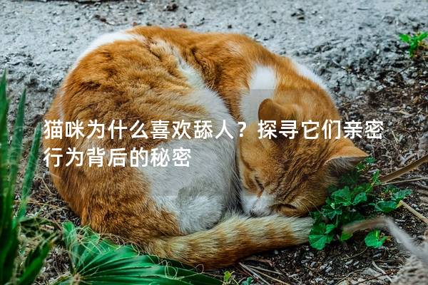 猫咪为什么喜欢舔人？探寻它们亲密行为背后的秘密