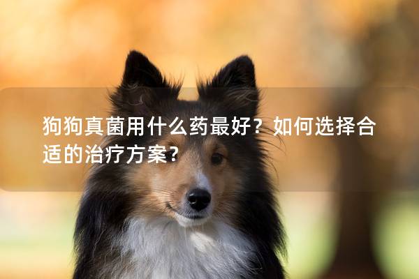 狗狗真菌用什么药最好？如何选择合适的治疗方案？