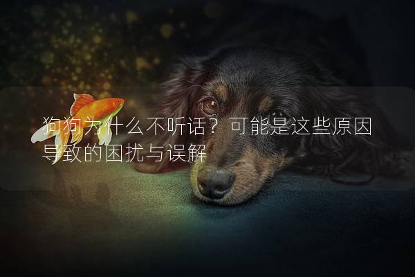 狗狗为什么不听话？可能是这些原因导致的困扰与误解