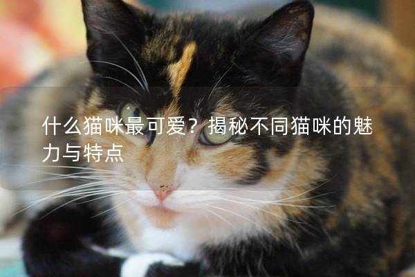 什么猫咪最可爱？揭秘不同猫咪的魅力与特点