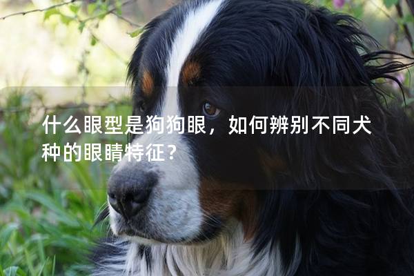 什么眼型是狗狗眼，如何辨别不同犬种的眼睛特征？