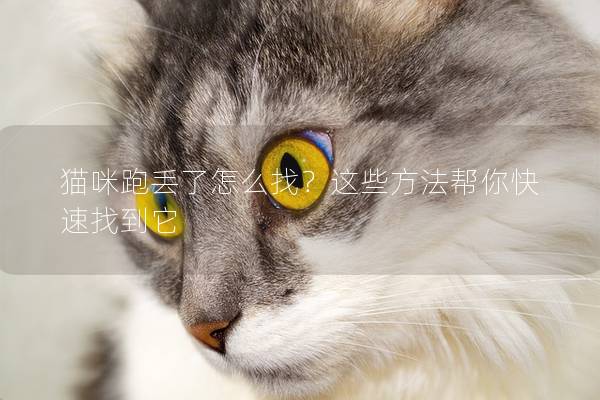 猫咪跑丢了怎么找？这些方法帮你快速找到它