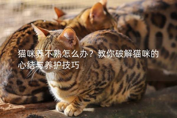 猫咪养不熟怎么办？教你破解猫咪的心结与养护技巧