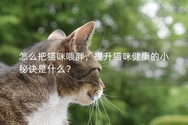 怎么把猫咪喂胖，提升猫咪健康的小秘诀是什么？