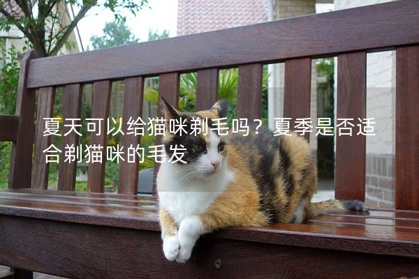 夏天可以给猫咪剃毛吗？夏季是否适合剃猫咪的毛发