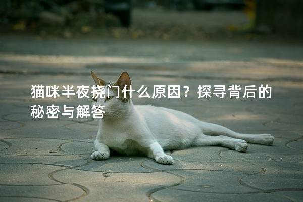 猫咪半夜挠门什么原因？探寻背后的秘密与解答