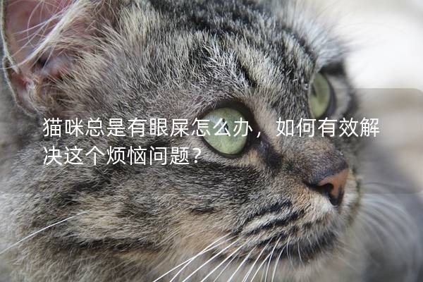 猫咪总是有眼屎怎么办，如何有效解决这个烦恼问题？