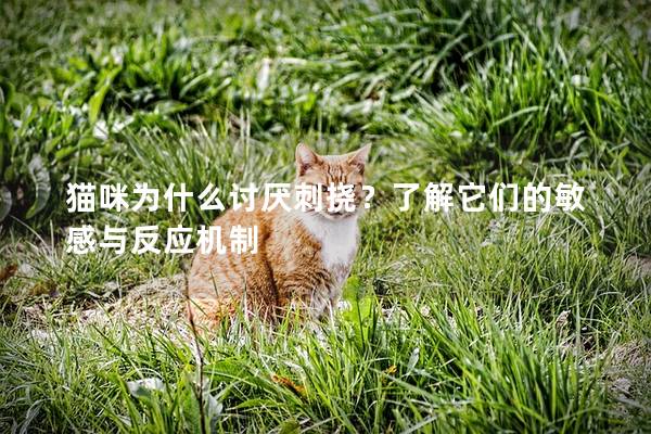 猫咪为什么讨厌刺挠？了解它们的敏感与反应机制