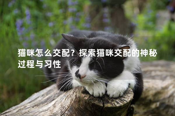 猫咪怎么交配？探索猫咪交配的神秘过程与习性